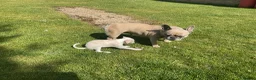 Italian Greyhound dogs for sale: Gorgeous Italian greyhound puppies  - Advert 14