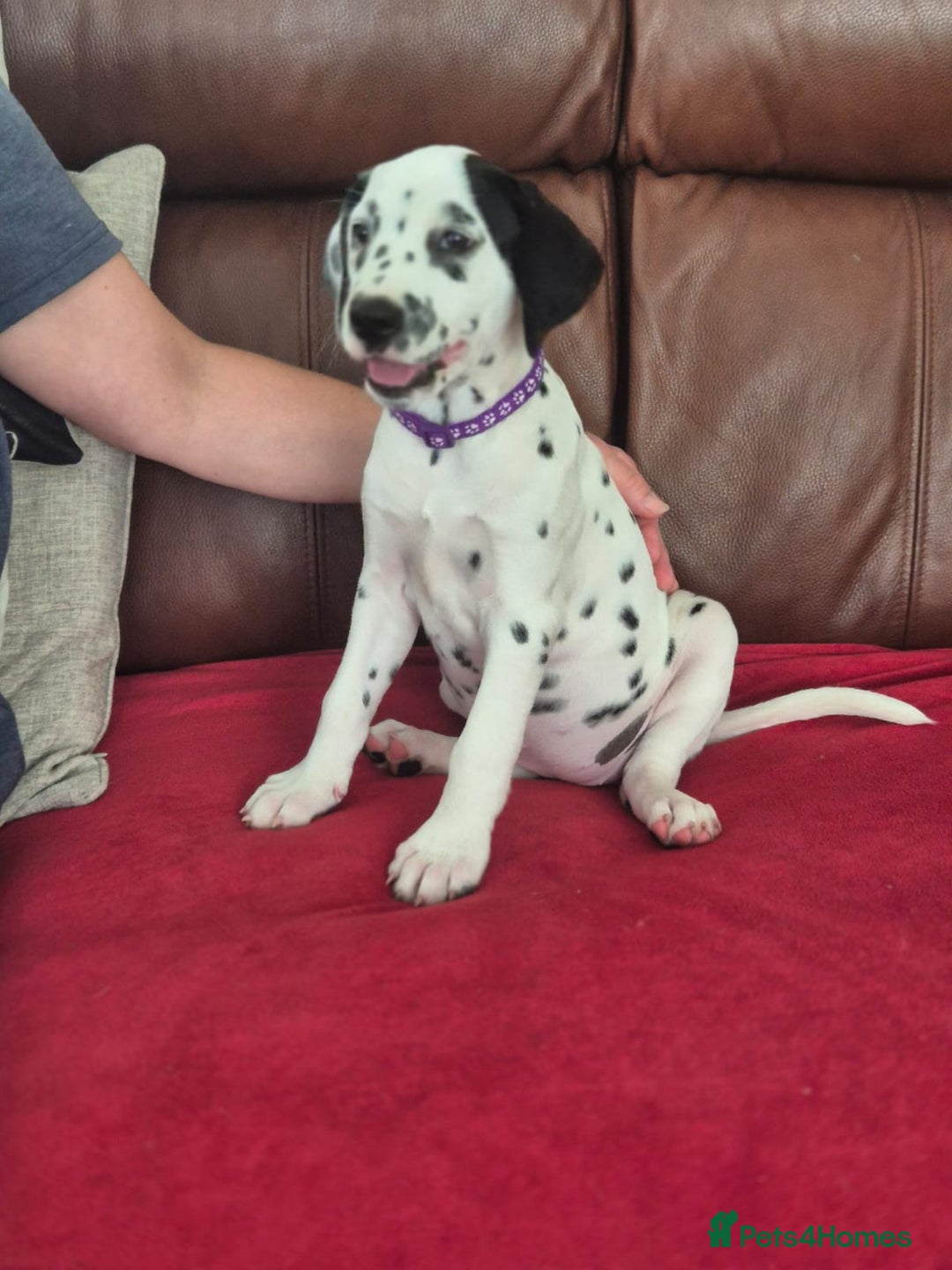 Dalmatian dogs for sale: Beautiful KC Reg LUA Pups - Ready Now in Gainsborough - Image 1