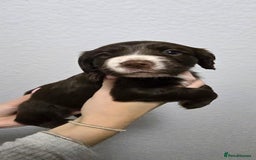 Cocker Spaniel dogs for sale: Stunning working cocker spaniel pups  - Advert 5