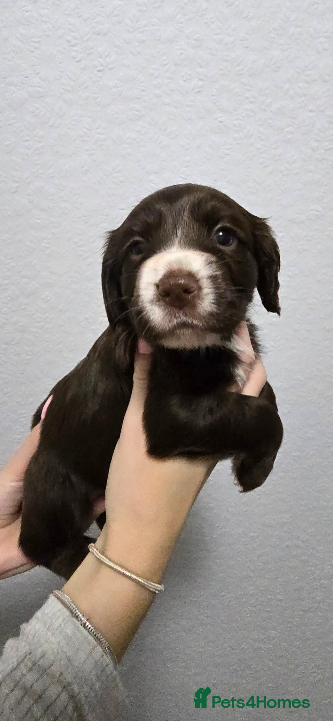 Cocker Spaniel dogs for sale: Stunning working cocker spaniel pups  - Advert 5