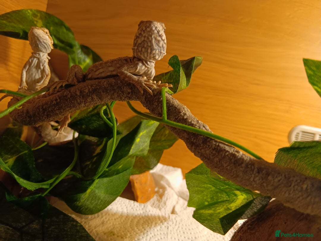 Bearded Dragon reptiles for sale: Stunning baby bearded dragons  - Image 6