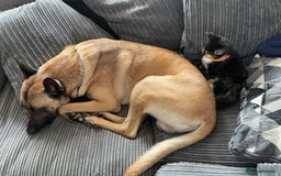 Belgian Shepherd Dog dogs for sale: Belgian Malinois - Image 6