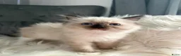Ragdoll cats for sale: GCCF pedigree ragdolls  - Advert 7