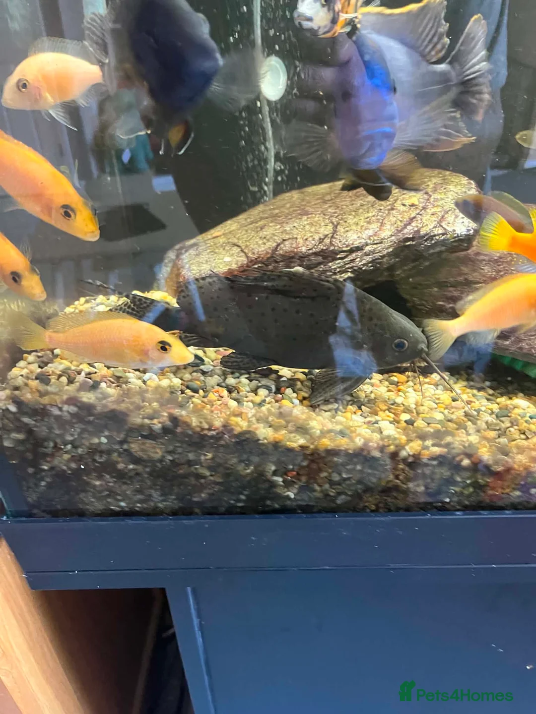 Catfish fish for sale: Catfish  in Woodbridge - Advert 1