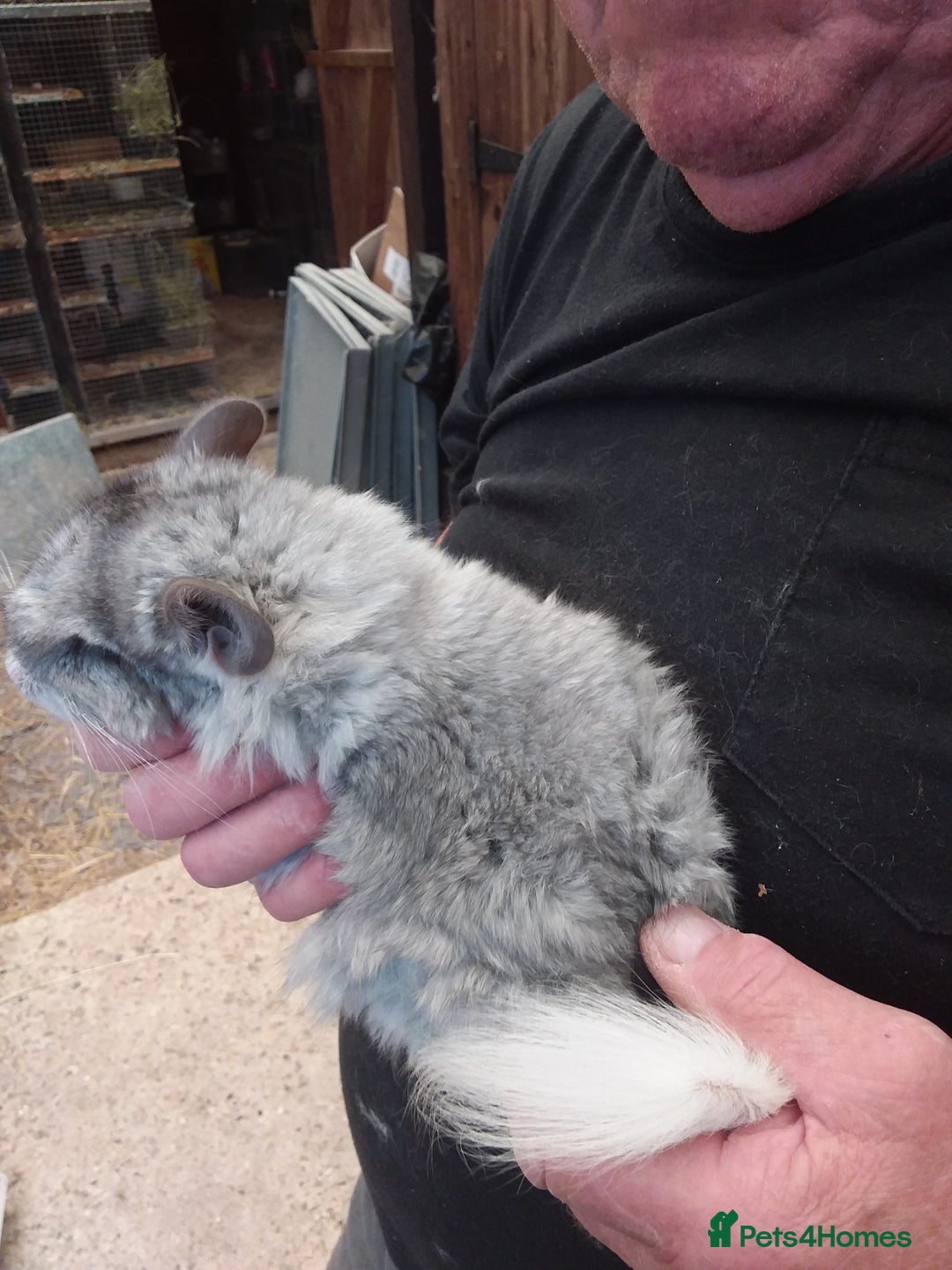 Chinchilla rodents for sale: Beautiful boys - Image 4