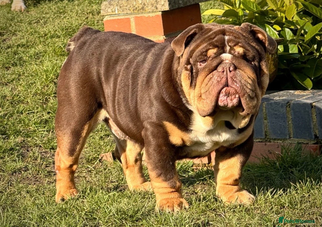 English Bulldog dogs for sale:  English Bulldogs DWKC 🧬🏆 Final reduction! - Advert 29