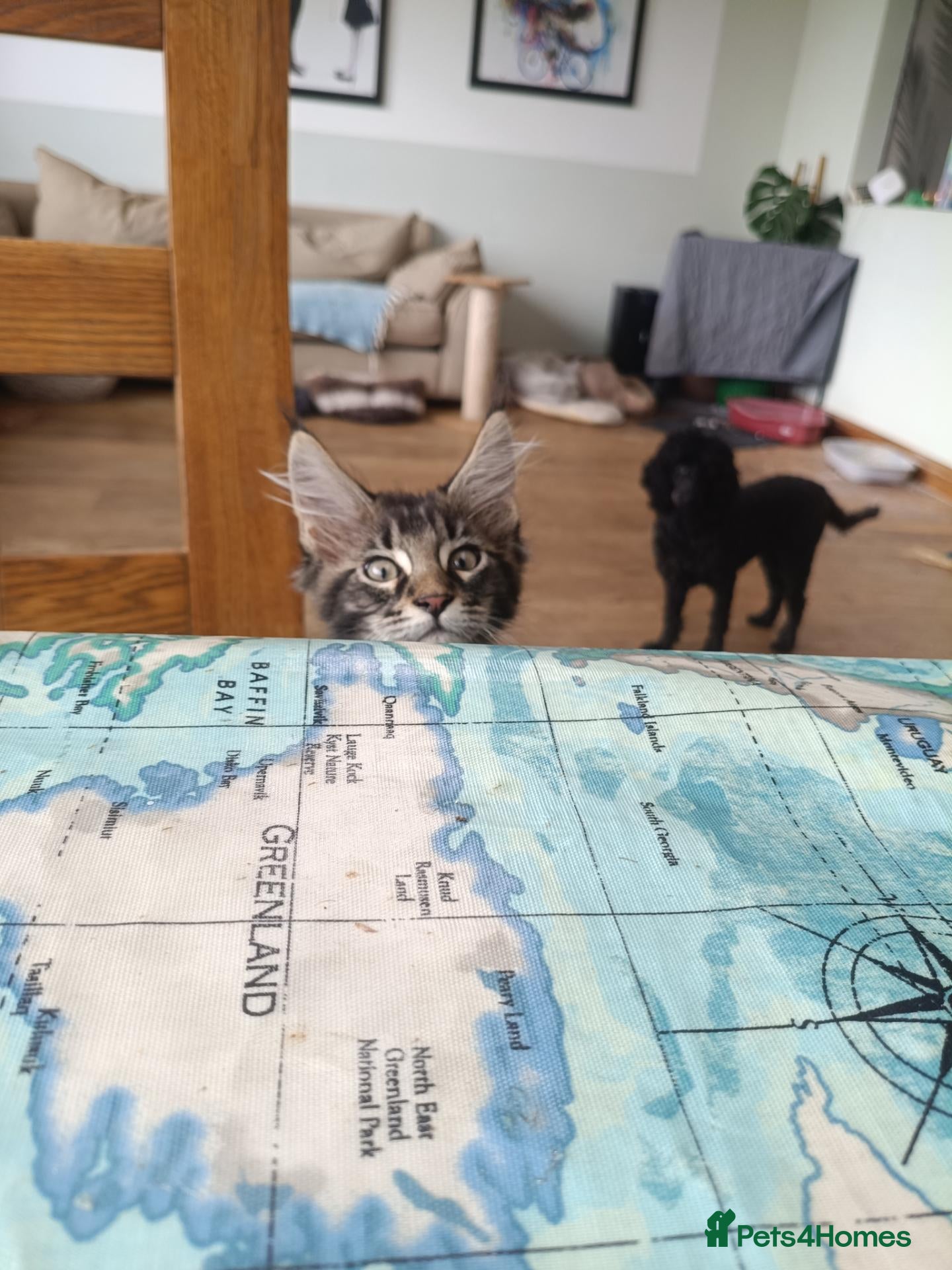 Maine Coon cats XL health tested, tica reg kittens 😍 - Advert 1