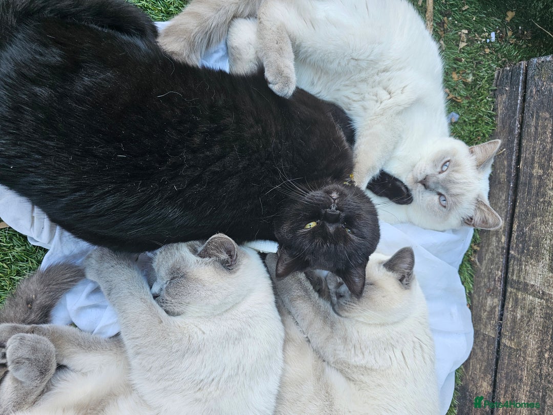 British Shorthair cats for sale: Black British Shorthair  in Sowerby Bridge - Image 17