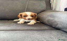 Cavalier King Charles Spaniel dogs for sale: King Charles spaniel puppies  - Advert 2