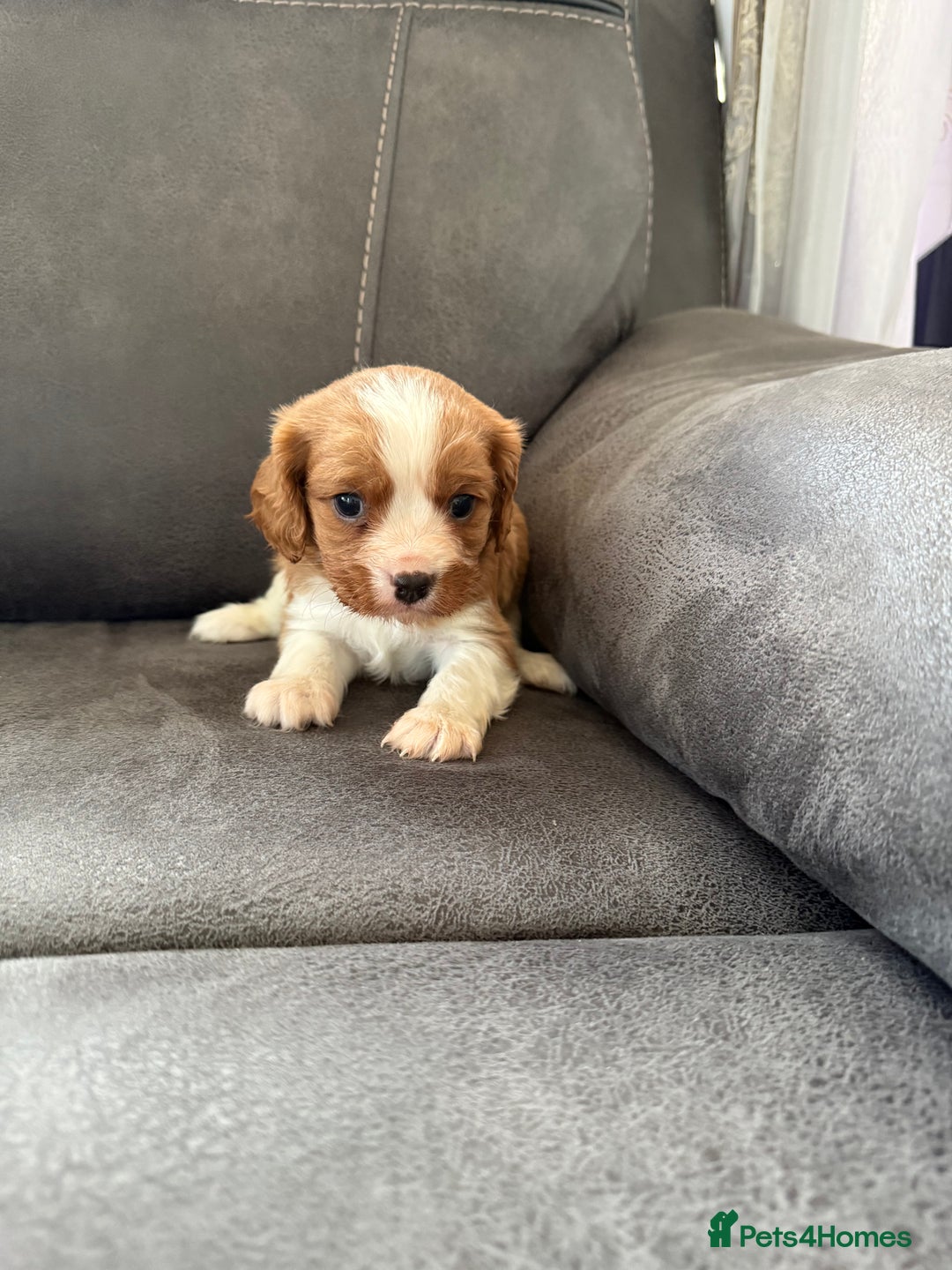 Cavalier King Charles Spaniel dogs for sale: King Charles spaniel puppies  - Advert 2