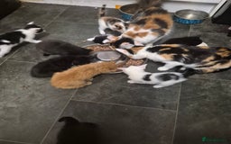 Mixed Breed cats for sale: Gorgeous kittens long and short haired - Image 11