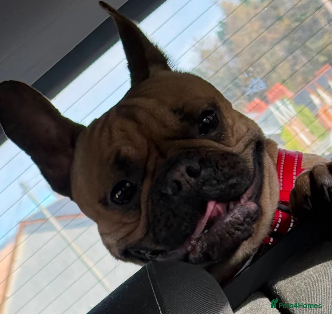 French Bulldog dogs for sale: Beautiful French Bulldog puppies - Advert 1