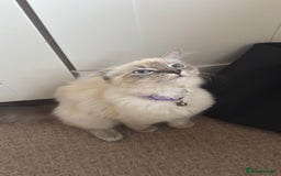 Ragdoll cats for sale: Ragdolls for sale - Image 5