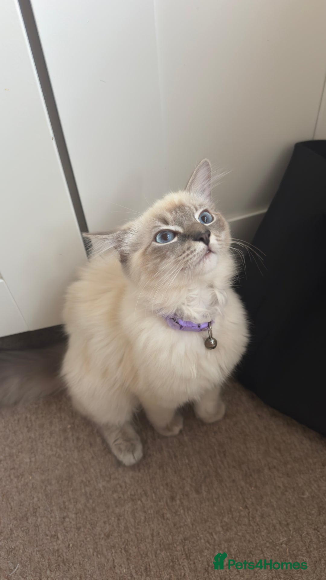 Ragdoll cats for sale: Ragdolls for sale - Image 5