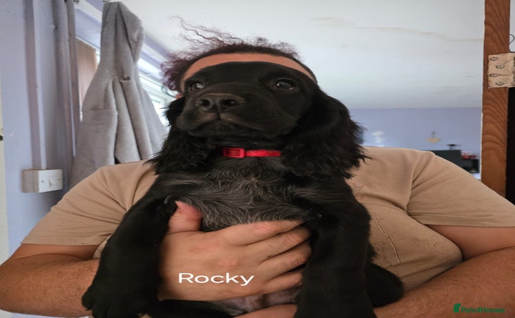 Cocker Spaniel dogs - Advert 5