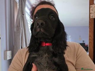 Cocker Spaniel dogs - Advert 28