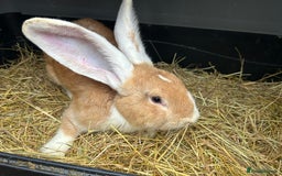 Continental Giant rabbits for sale: Trio of Continental Giants. Vaccinated. - Advert 2