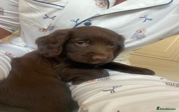 Sprocker dogs for sale: Last 2 girls available chocolate Sprockers - Image 2
