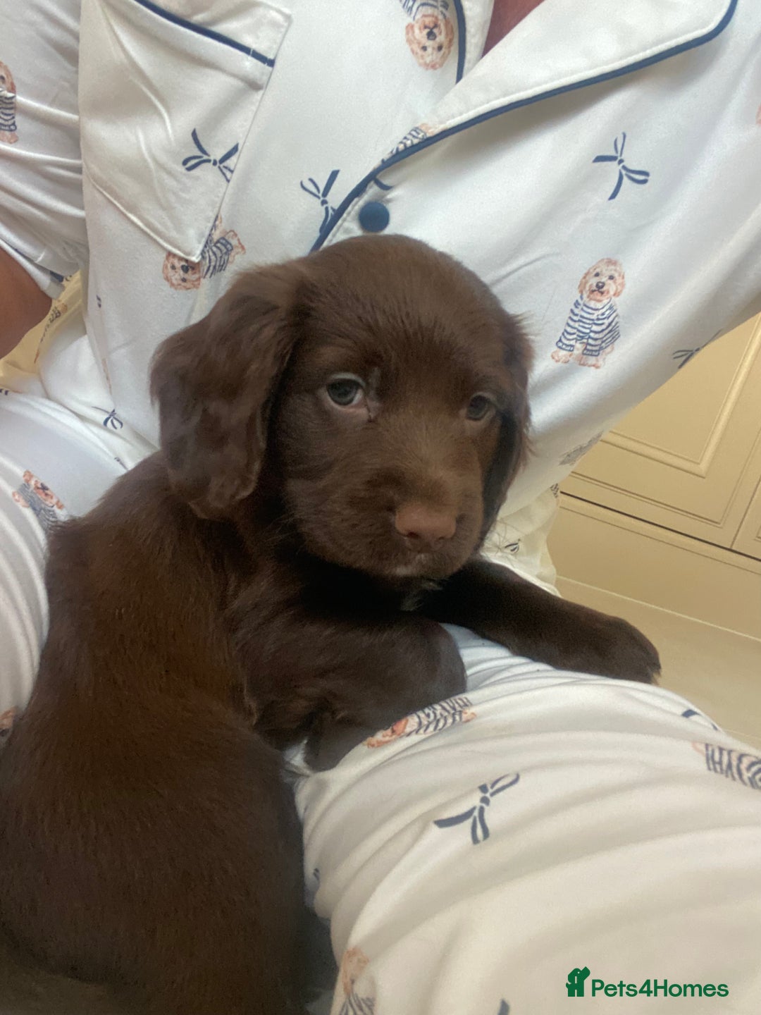Sprocker dogs for sale: Last 2 girls available chocolate Sprockers - Image 2
