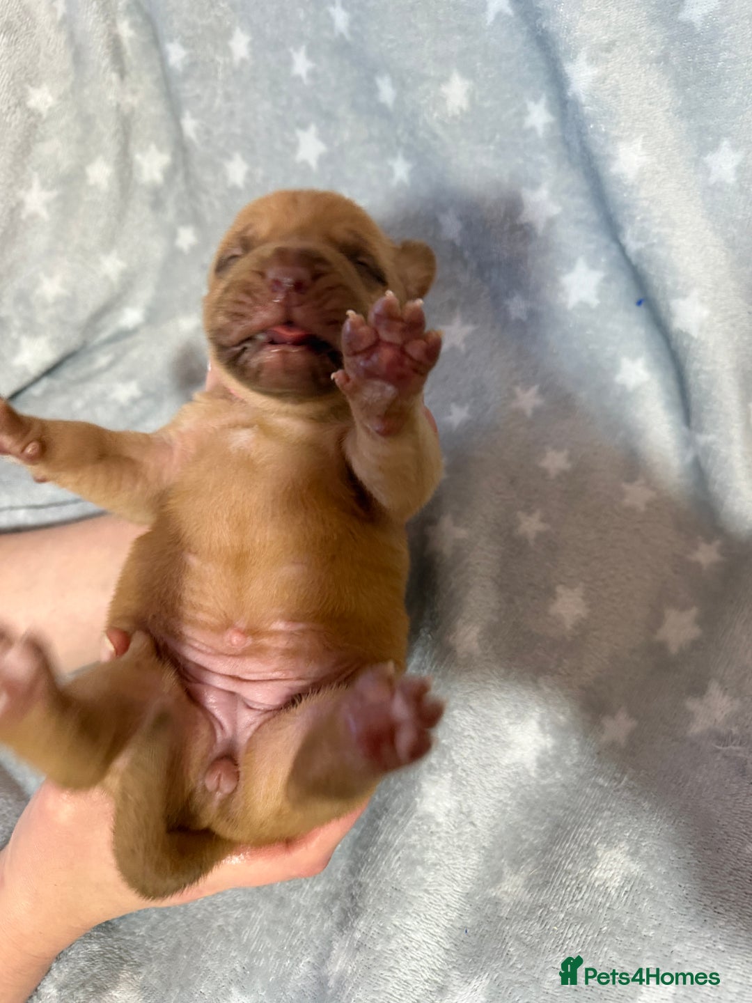 Dogue De Bordeaux dogs for sale: Beautiful Dogue De Bordeaux Puppies - Advert 15