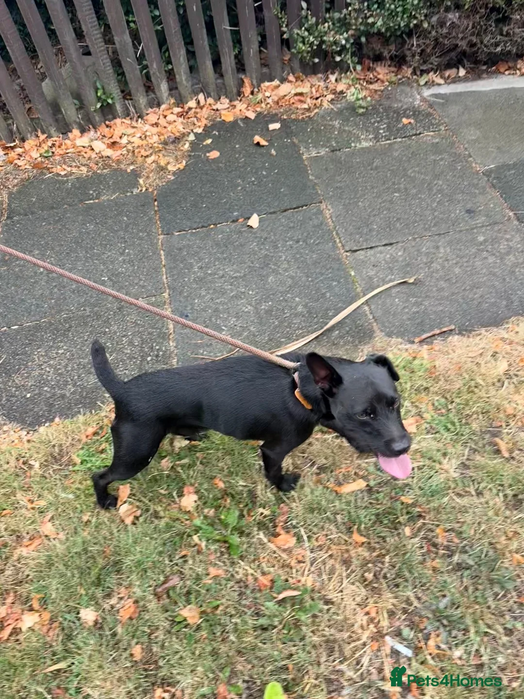 Patterdale Terrier dogs for stud: Working dog for free stud  in Chester-le-Street - Advert 2