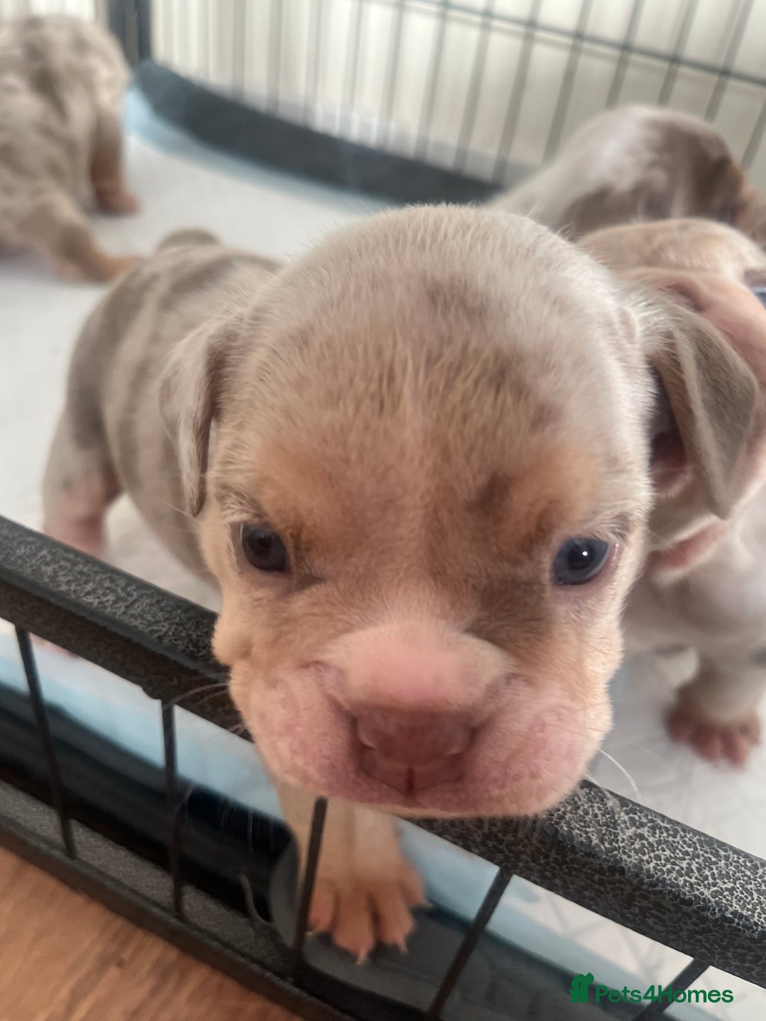 English Bulldog dogs for sale: English Bulldogs  - Image 32