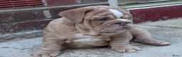 English Bulldog dogs for stud: Red Bulldog Stud - Advert 15
