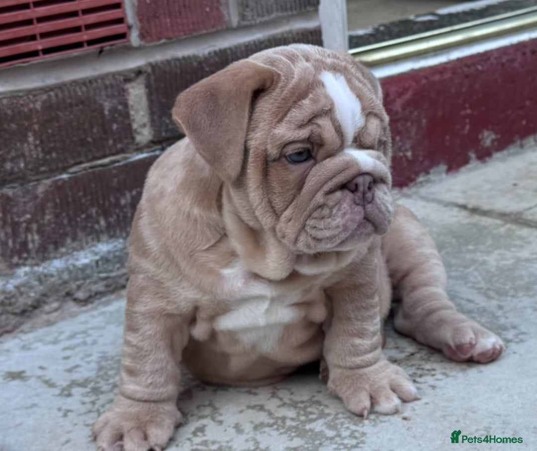English Bulldog dogs for stud: Red Bulldog Stud - Image 15