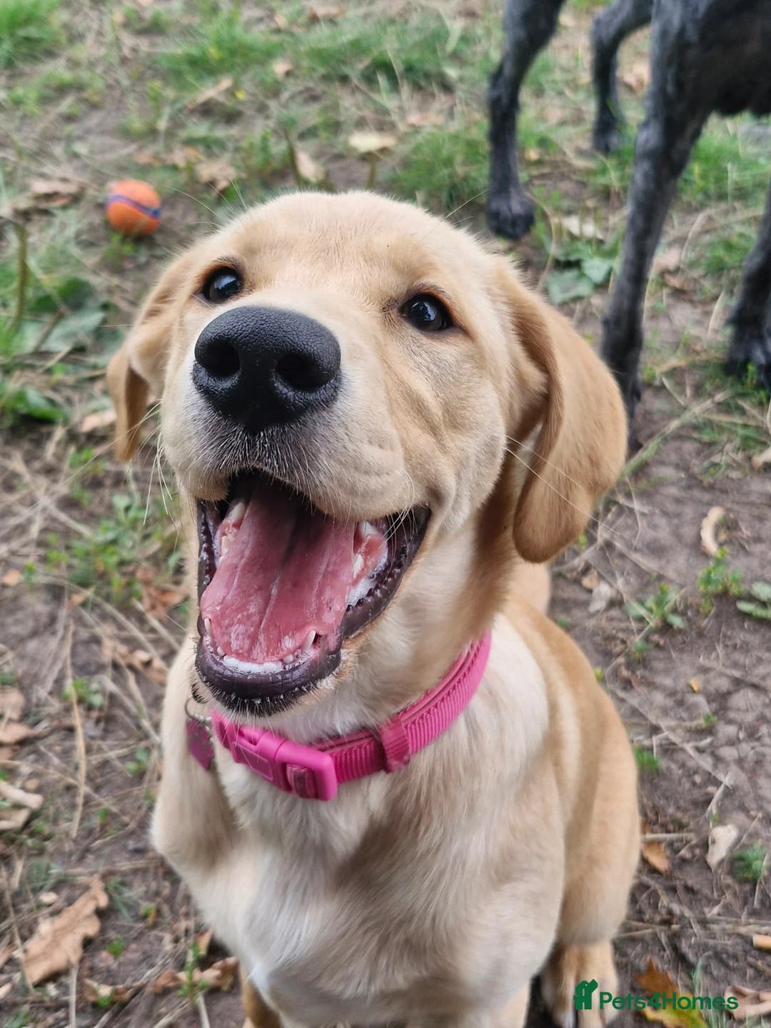 Goldador dogs for sale: 11Month old Goldador Girl - Advert 6