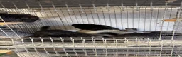 Chinchilla rodents for sale: Male chinchillas ready now. - Advert 4