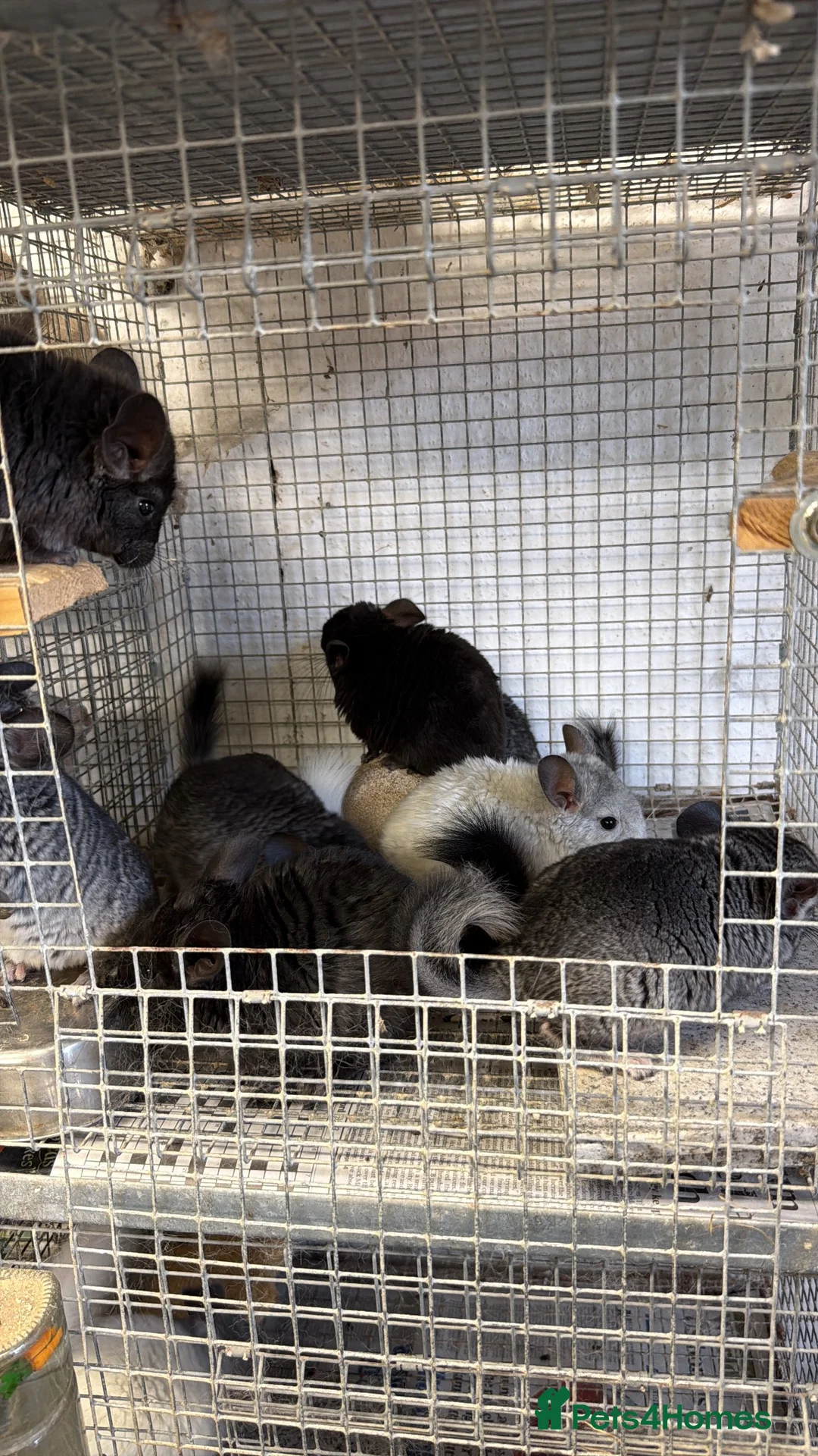 Chinchilla rodents for sale: Male chinchillas ready now. - Advert 4