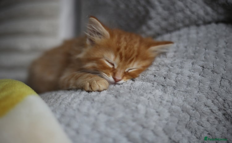 Mixed Breed cats - Advert 11