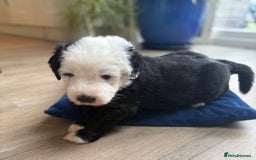 Sheepadoodle dogs for sale: Sheepadoodle Puppies -4 Female, 3 Male - Image 8