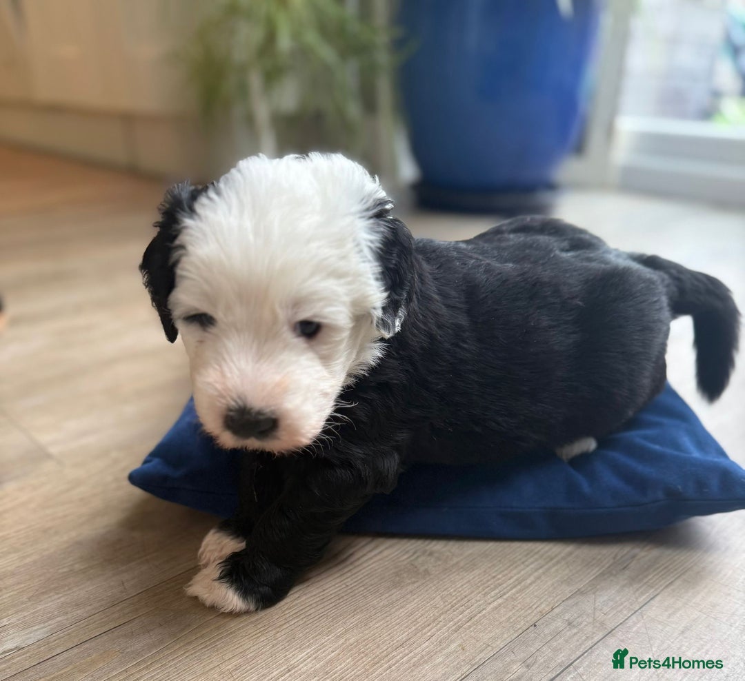 Sheepadoodle dogs for sale: Sheepadoodle Puppies -4 Female, 3 Male - Image 8