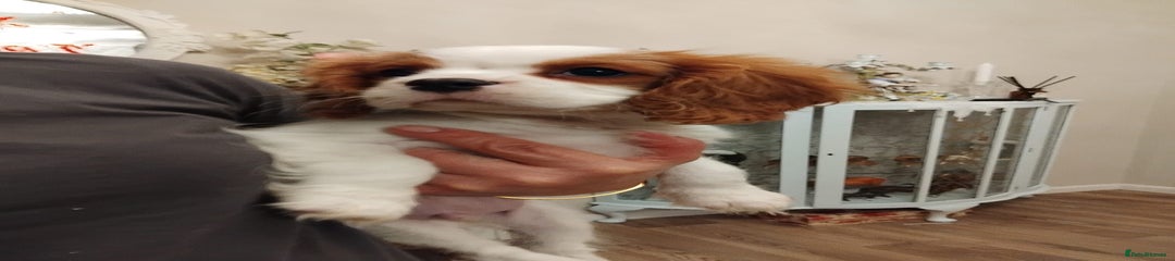 Cavalier King Charles Spaniel Puppy 2