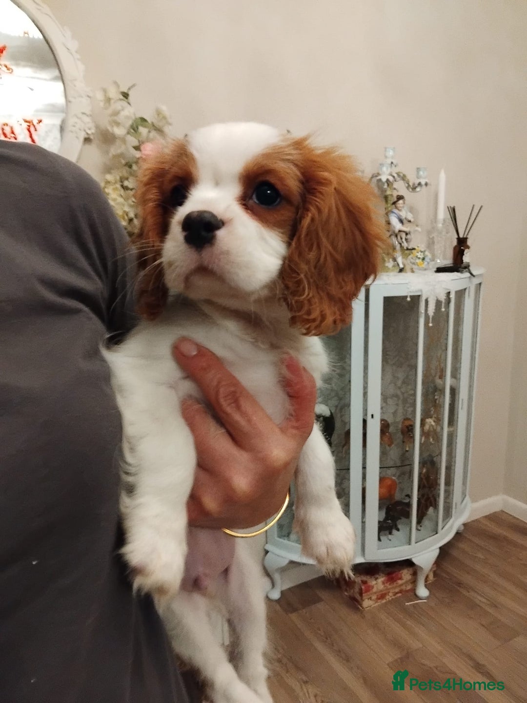 Cavalier King Charles Spaniel dogs for sale: 2beautiful king charles boys  - Image 18