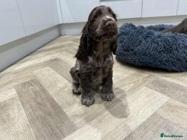 Cocker Spaniel dogs KC Registered Show type cocker spaniel - Advert 13