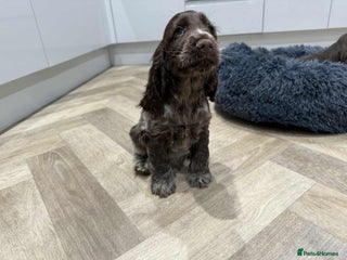 Cocker Spaniel dogs KC Registered Show type cocker spaniel - Advert 5