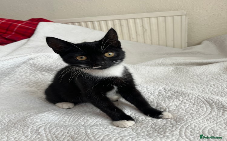 Domestic Shorthair cats - Advert 2