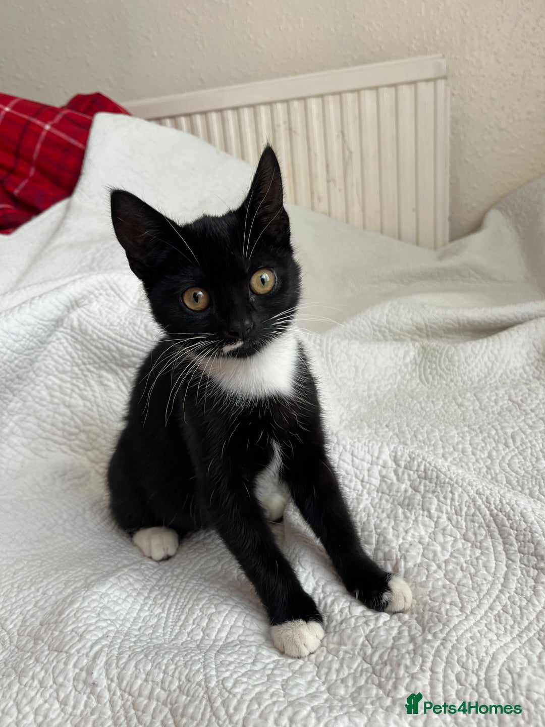 Domestic Shorthair cats for sale: 2 kittens looking for a good home  - Image 1