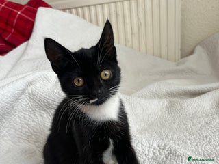 Domestic Shorthair cats - Advert 14