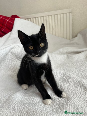 Domestic Shorthair cats - Advert 3