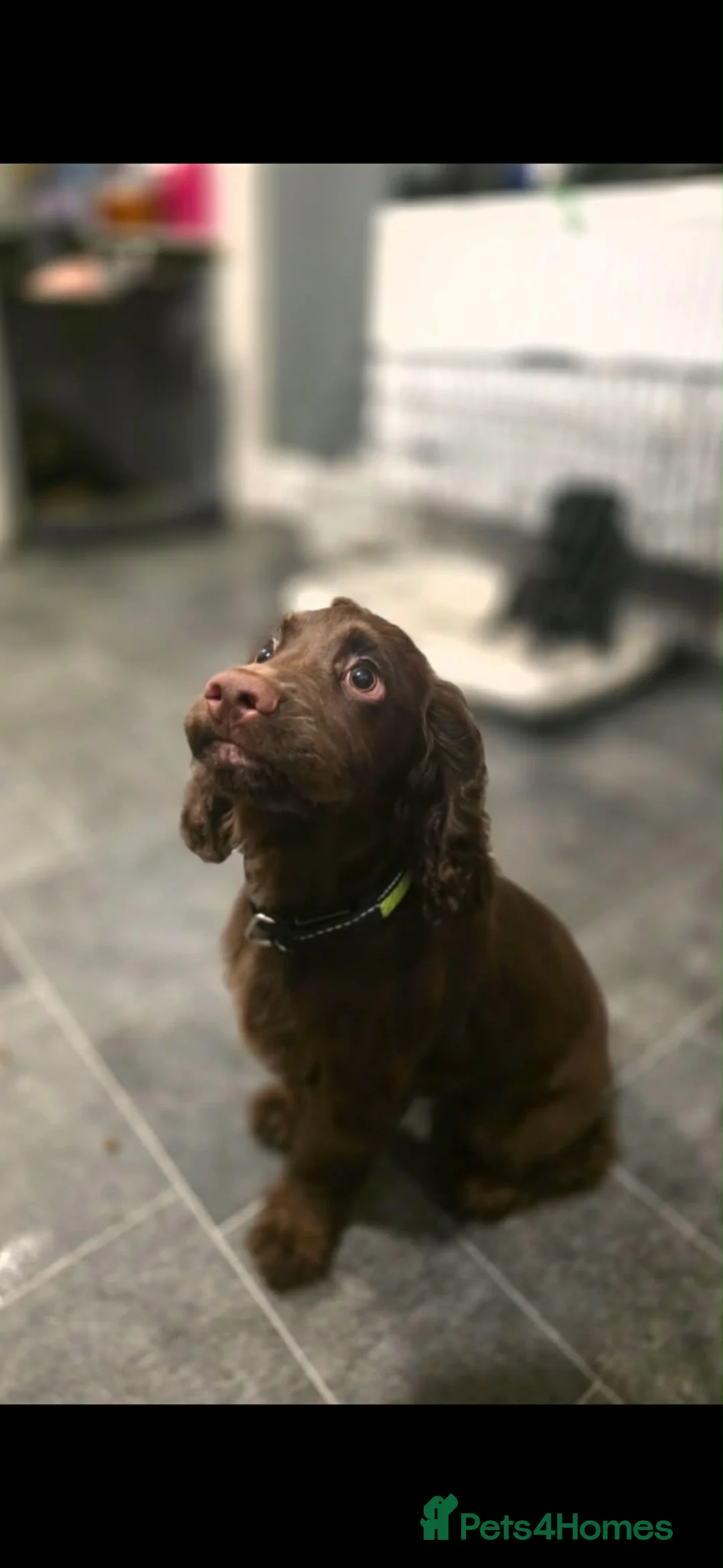 Cocker Spaniel dogs for sale: Cocker spaniel  in Lanark - Advert 2