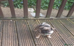 Mixed Breed dogs for sale: Special boy looking for a special home - Image 3