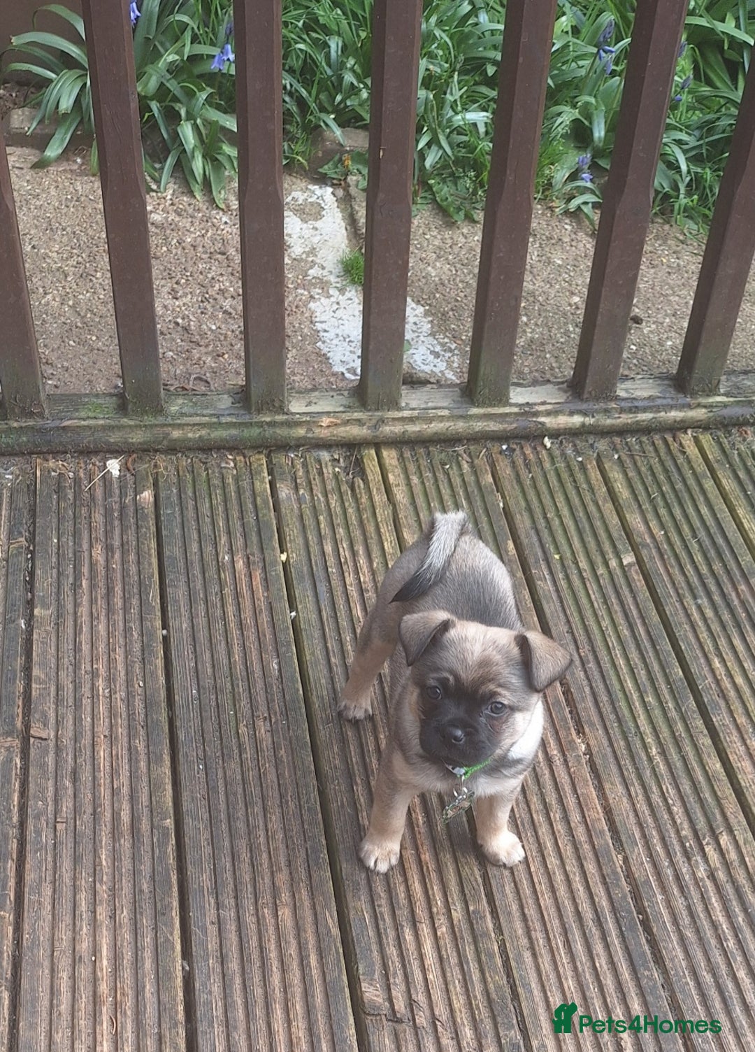 Mixed Breed dogs for sale: Special boy looking for a special home - Image 3