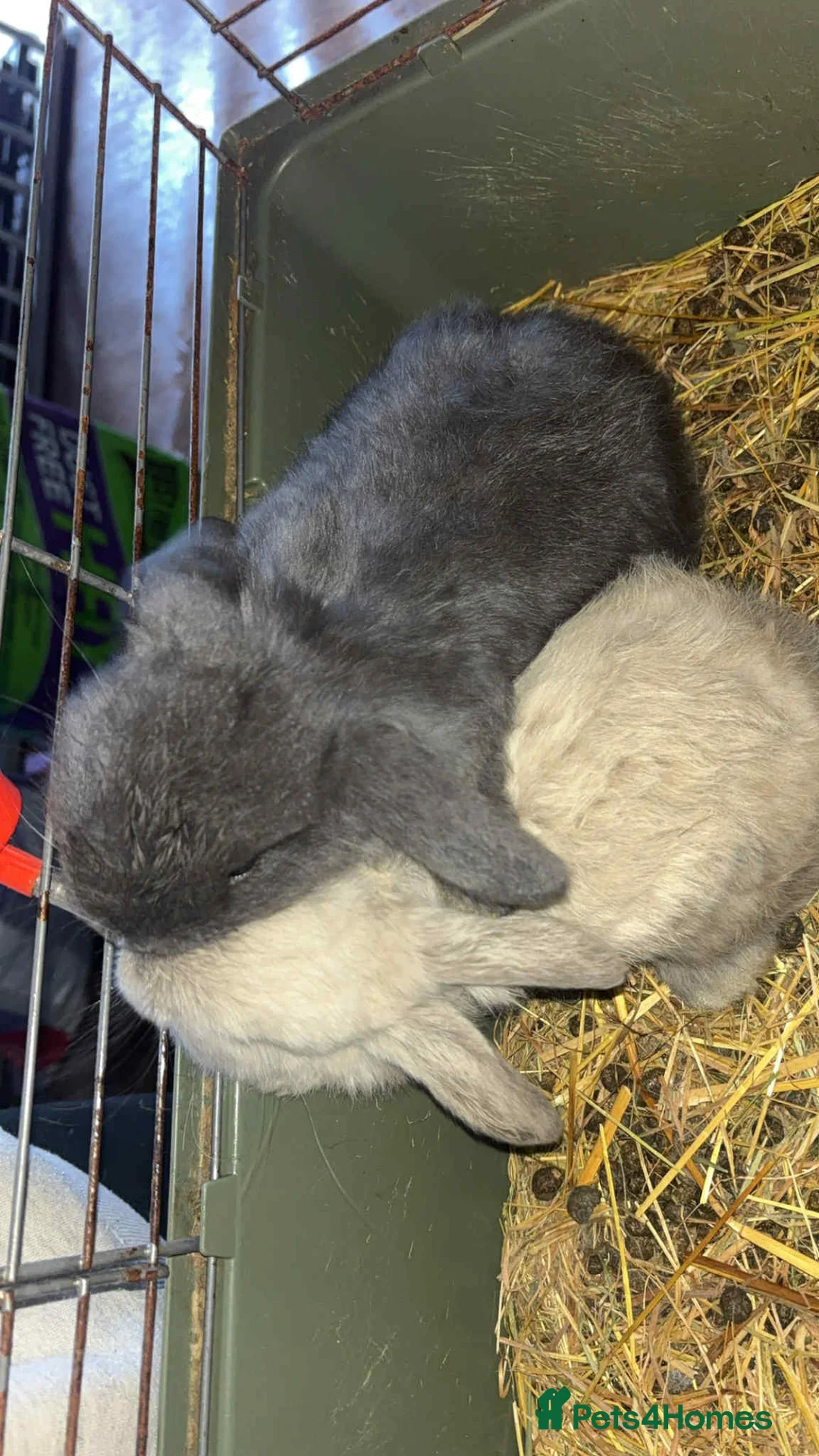 Mini Lop rabbits for sale: Mini lop babies - Advert 1