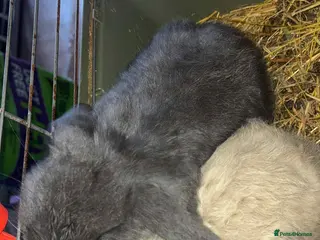 Mini Lop rabbits Mini lop babies - Advert 1