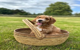 Australian Labradoodle dogs for sale: Beautiful Australian Labradoodle x pups!  - Image 6
