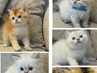 British Shorthair cats TICA Cream and golden British long and shorthair - Advert 2