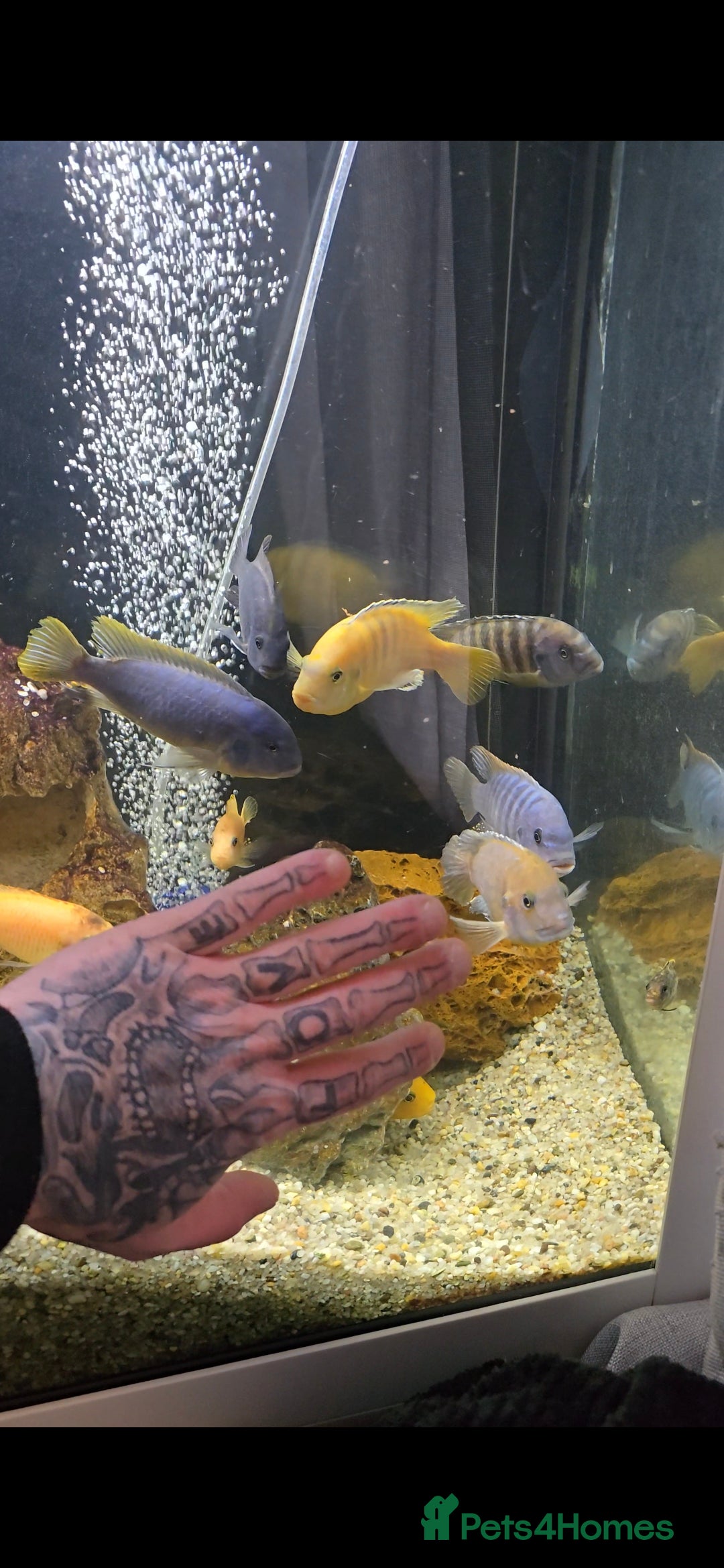 Cichlids fish Mixed large malawi cichlids - Advert 2